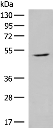 GPR142 Antibody