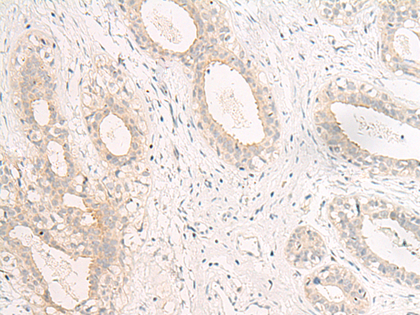 GPR157 Antibody