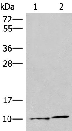 RGR Antibody