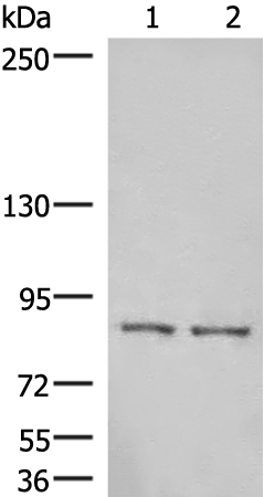 HPDL Antibody