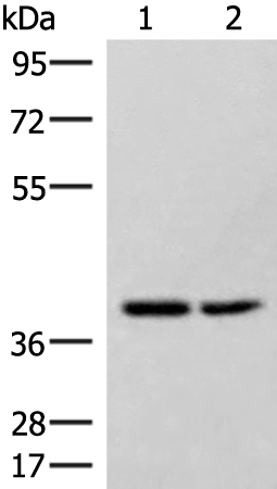 ITSN2 Antibody