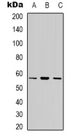 Cytochrome P450 7B1 Antibody