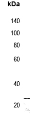 MRPS7 Antibody