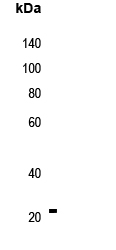 RAC1/2/3 Antibody
