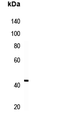RSAD2 Antibody