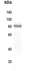 ZNF225 Antibody