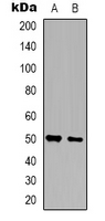 ZNF436 Antibody
