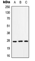 RAB33A Antibody