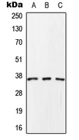 SCAMP1 Antibody