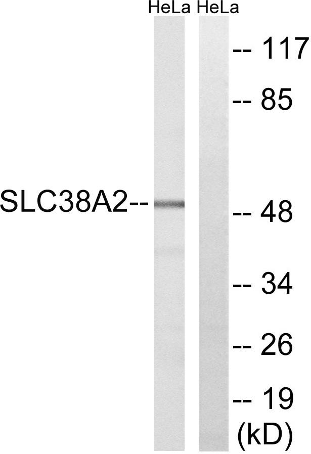 SNAT2 Antibody