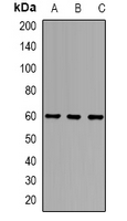 AlphaD Adrenergic Receptor Antibody