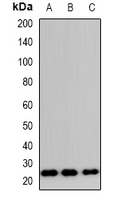 TP53INP2 Antibody