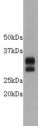 CD8 Antibody
