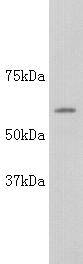 Alkaline Phosphatase(For 4 isoform) Antibody