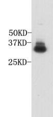 Glycophorin A Antibody