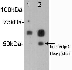 Albumin Antibody