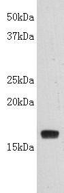 LT-alpha(C-term) Antibody