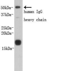 Prealbumin PA Antibody