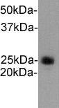 Ly-6G Antibody