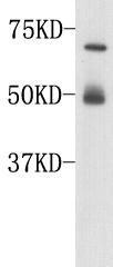 Complement C3(β chain) Antibody
