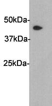 PAI-3 Antibody