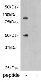 Vitamin K-dependent protein C Antibody