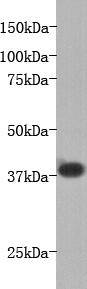 LPA receptor 1 Antibody