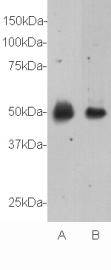 Relaxin 3 receptor 1 Antibody
