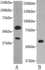 TMEM57 Antibody