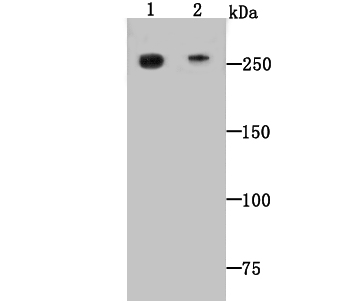 DOPEY2 Antibody