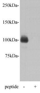 PiggyBac transposable element-derived protein 5 Antibody