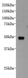 Protocadherin6 Antibody