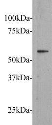Frizzled-5 Antibody