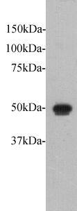 Protocadherin Fat 1 Antibody