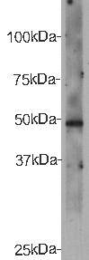 Cadherin EGF LAG seven-pass G-type receptor 2 Antibody
