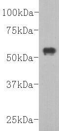 HA Tag Antibody