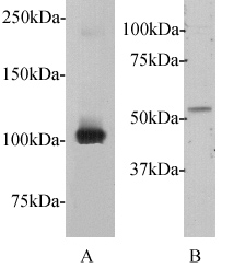 C-myc Antibody