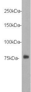 DYKDDDDK Tag(FLAG) HRP Antibody