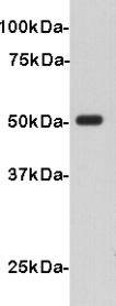 V5-Tag Antibody