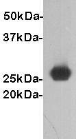 GST Antibody