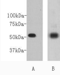 CD271 Antibody