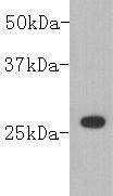 GST HRP Antibody