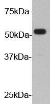 HA Tag HRP Antibody