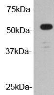 V5-Tag HRP Antibody