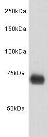 Human Serum Albumin Antibody