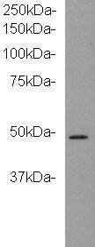 kinase D-interacting substrate 220 Antibody