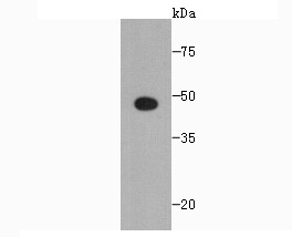 SCAI Antibody