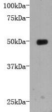 LRP Antibody
