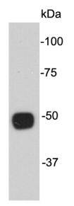 Alpha-tubulin Antibody