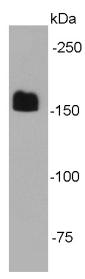 EEA1-Early Endosome Marker Antibody